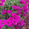 Geranium Jolly Jewel Red