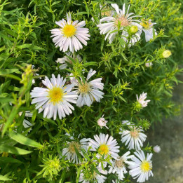 Aster dumosus Apollo