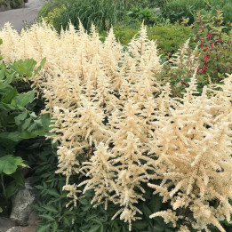 Astilbe japonica Deutschland