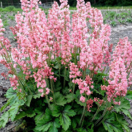 Heucherella Pink Revolution 