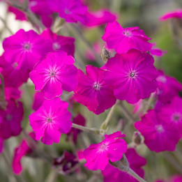 Fleurs roses du Lychnis Hill Grounds