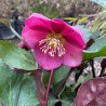 Helleborus Frostkiss Anna's Red