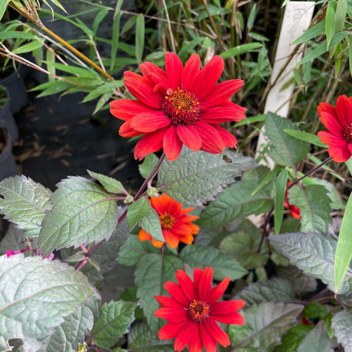 Heliopsis helianthoides var.scabra Bleeding Hearts