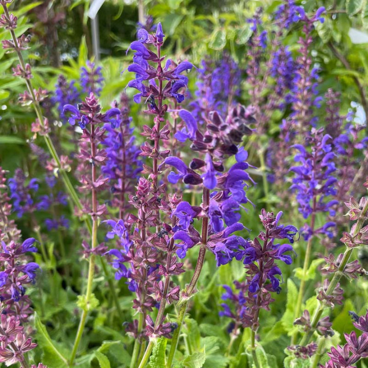 Salvia nemorosa Viola Klose