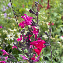 Fleurs de la Salvia microphylla Bordeaux