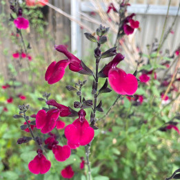 Salvia Dark Red Dream