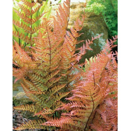 Dryopteris erythrosora