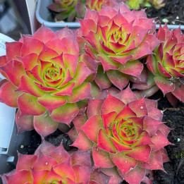 Sempervivum Chick charms Gold Nugget 