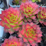 Sempervivum Chick charms Gold Nugget 