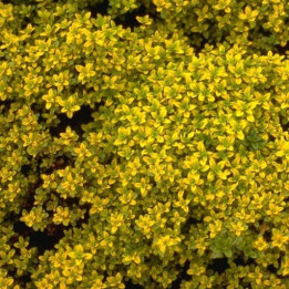 Thymus citriodorus (x) Bertram Anderson
