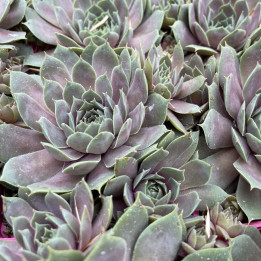 Sempervivum Chick Charms Berry Blues 