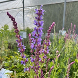 Salvia sylvestris Dear Anja