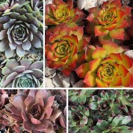 Collection Sempervivum Chick Charms