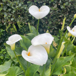 Arum - Zantedeschia aetiopica