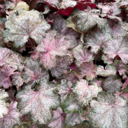 Heuchera Pinky Panky