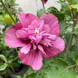 Hibiscus syriacus Flower Tower