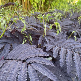 Albizia julibrissin Summer Chocolate