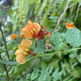 Colutea media Copper Beauty