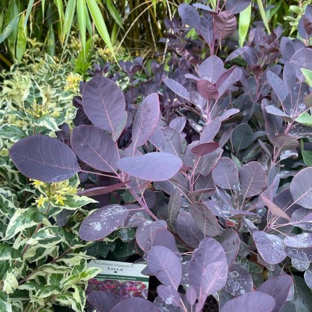 Acheter Cotinus coggygria 'Royal Purple' arbuste | Plantes Heijnen