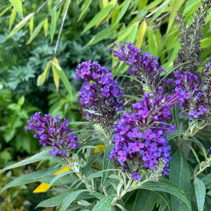Buddleia davidii Butterfly Candy Little Purple