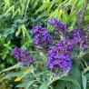 Buddleia davidii Butterfly Candy Little Purple