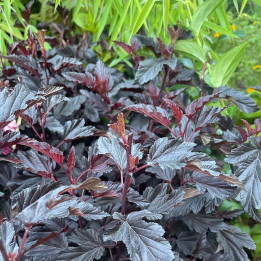 Physocarpus opulifolius All Black