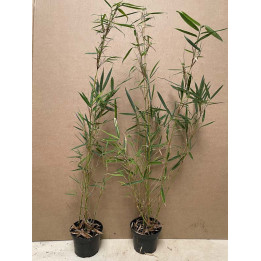 Jeune plant de Fargesia robusta Campbell en pot de 12 cm