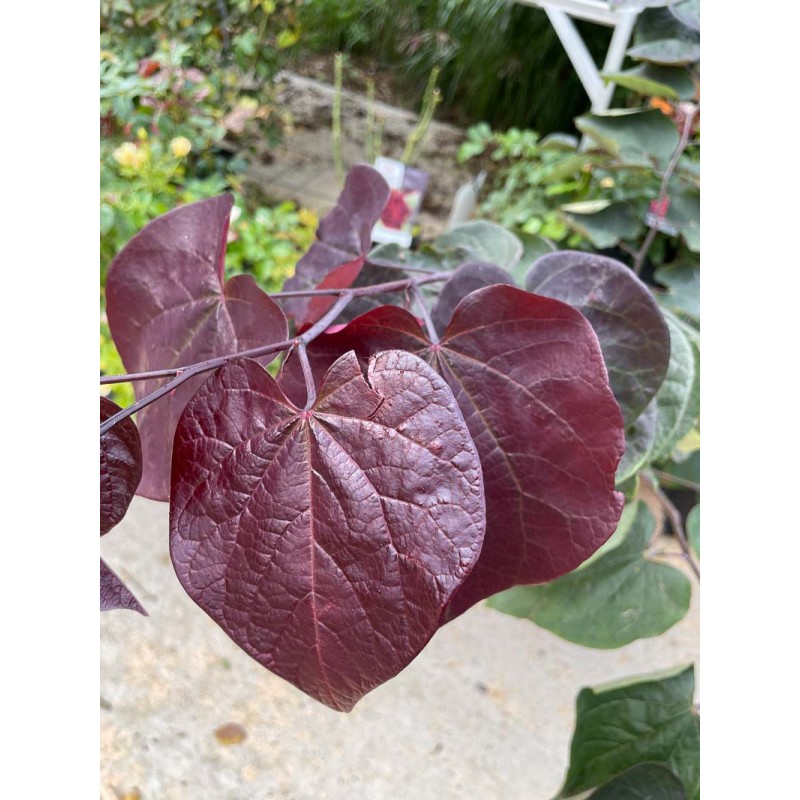 Cercis canadensis Carolina Sweetheart - Gainier du Canada panaché Cercis canadensis Carolina Sweetheart - Gainier du Canada panaché