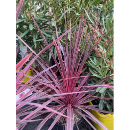 Cordyline australis Charlie Boy