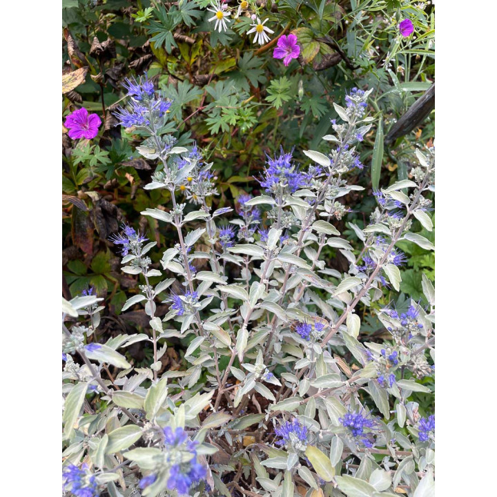 Caryopteris clandonensis Sterling Silver