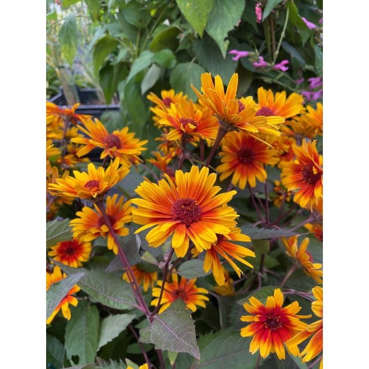 Heliopsis helianthoides Funky Spinner