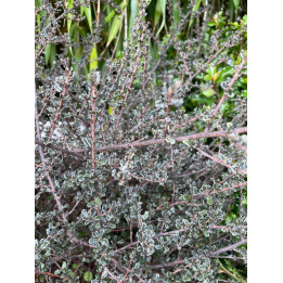 Ceanothus Blue Sapphire