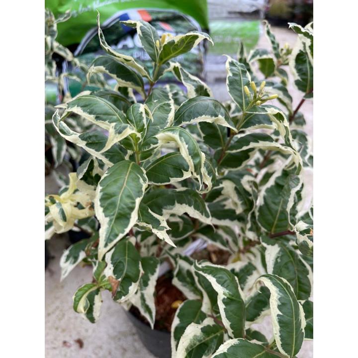 Diervilla sessilifolia Cool Splash
