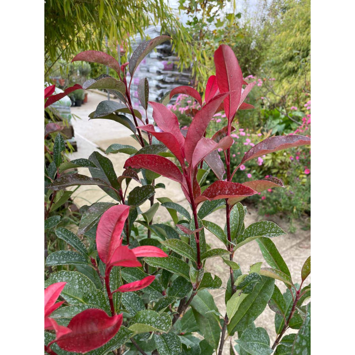 Photinia fraseri Carré Rouge