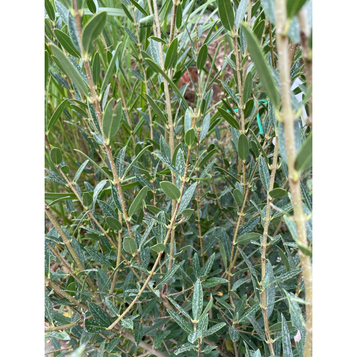 Phillyrea angustifolia
