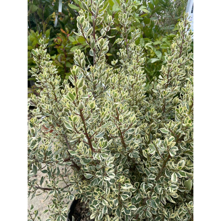 Rhamnus alaternus Argenteovariegatus