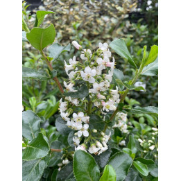 Escallonia Iveyi