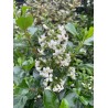 Escallonia Iveyi