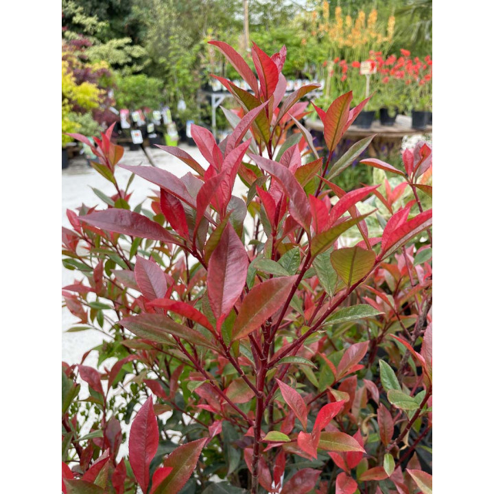 Photinia fraseri Carré Rouge
