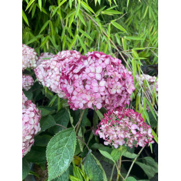 Hydrangea arborescens Pink Annabelle