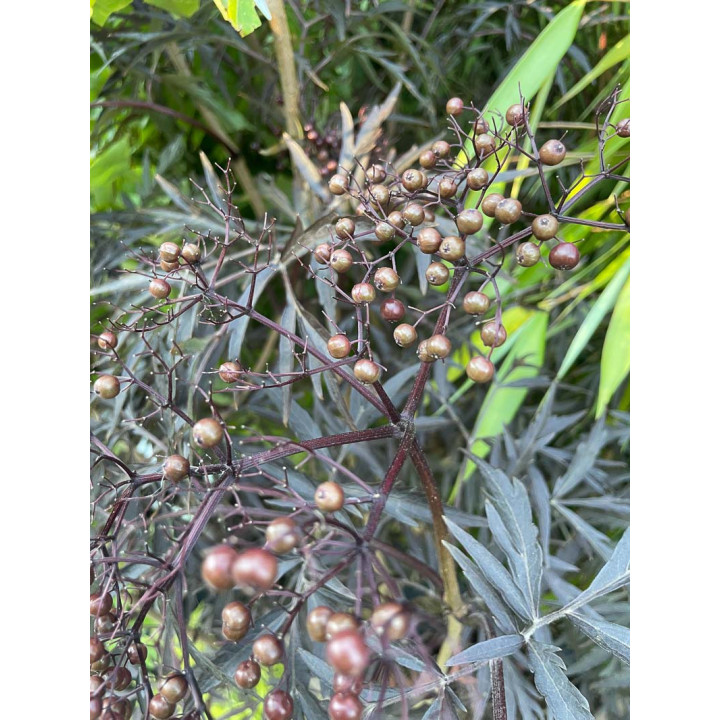 Sambucus nigra Black Lace
