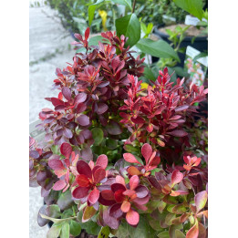 Berberis thunbergii Lutin Rouge