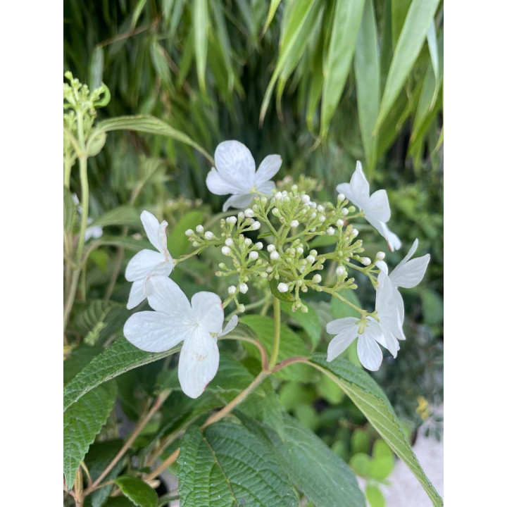 Viburnum plicatum Pinkawai