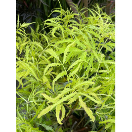 Sambucus racemosa Welsh Gold