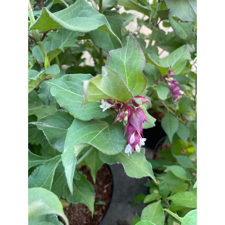 Leycesteria formosa Purple Rain