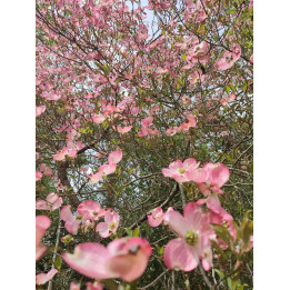 Cornus kousa Satomi