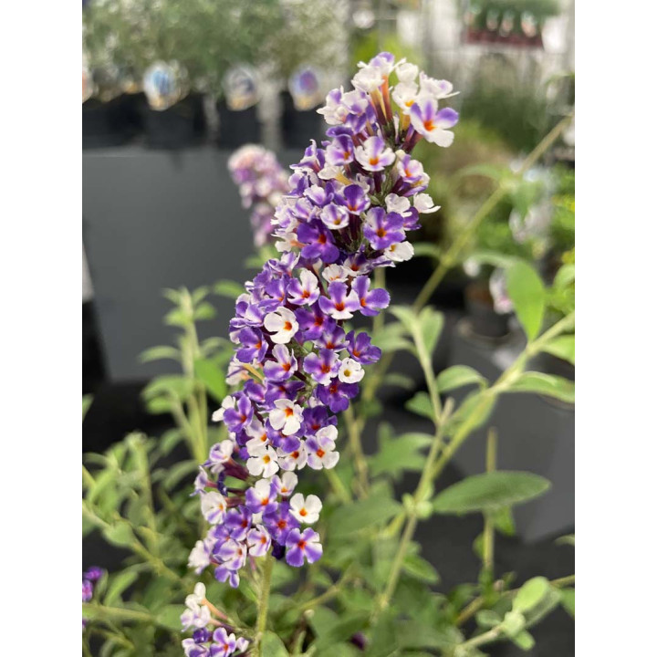 Buddleia davidii Berries and Cream