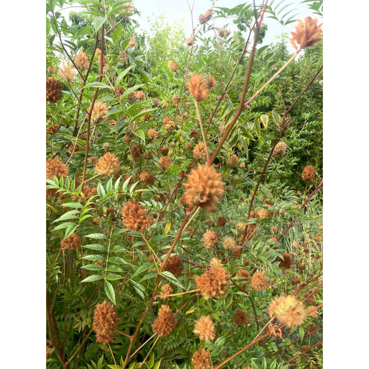 Glycyrrhiza yunnanensis