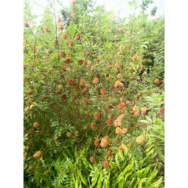 Glycyrrhiza yunnanensis