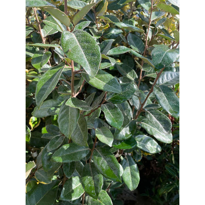 Elaeagnus ebbingei